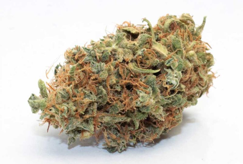 Bubble Gum Strain