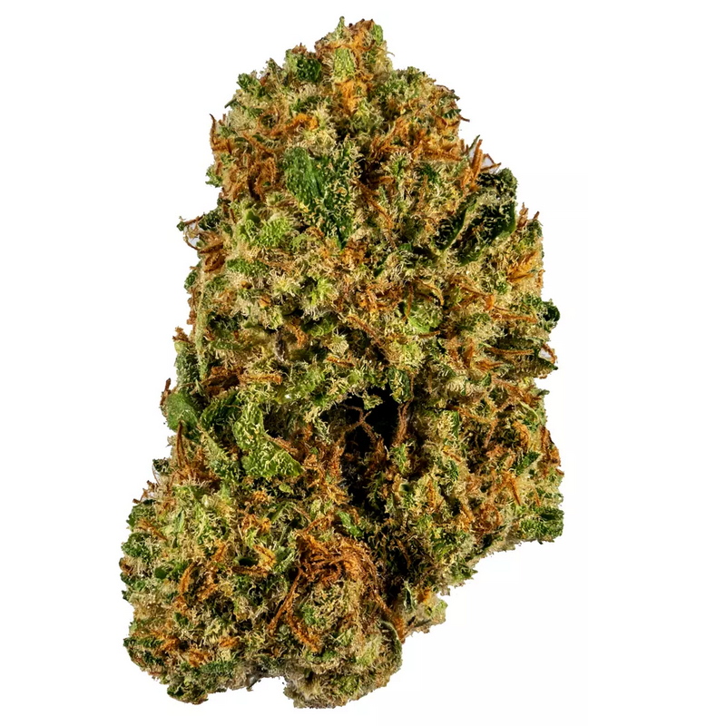 Harlequin Strain