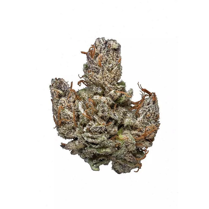 Hindu Kush Strain