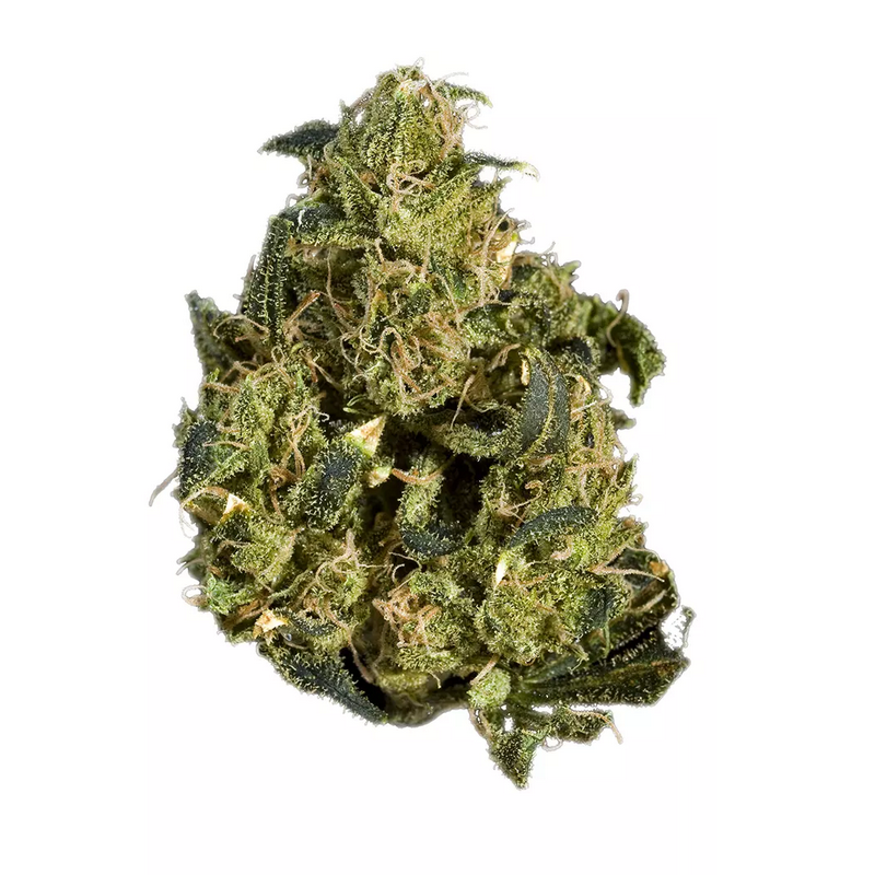 Northern Lights X Skunk Strain