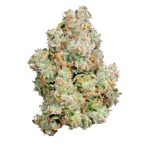 XJ-13 Alien Labs - Image 2