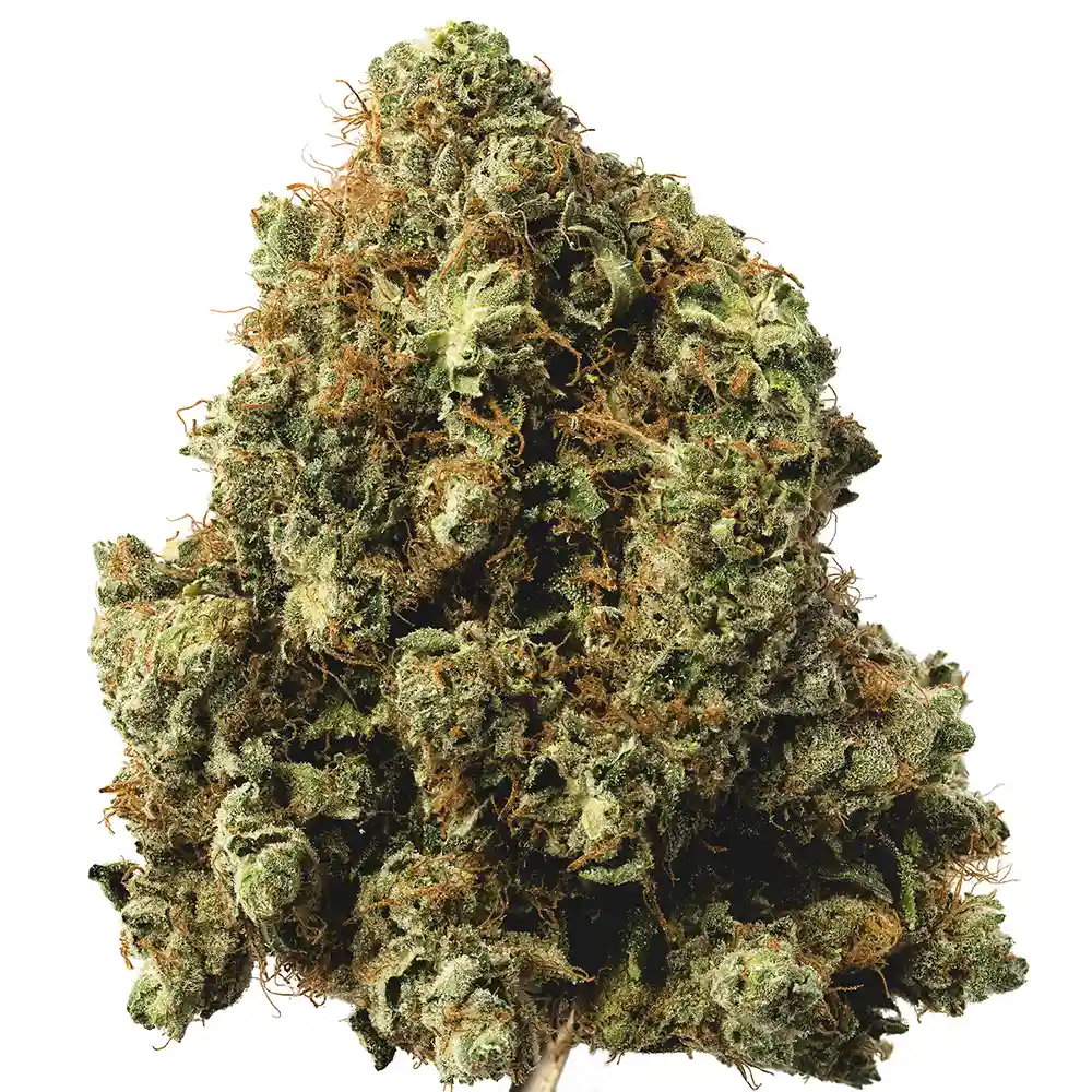 King Louis OG - Image 2