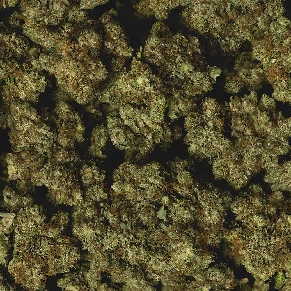 King Louis OG - Image 3
