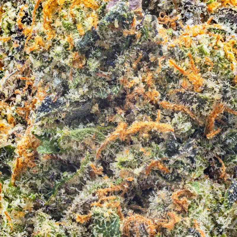 MADE - Gelato 41 - Image 2